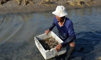 Cà Mau to expand sustainable shrimp farming models