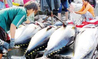 Declined tuna price affects fishermen