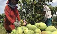 Mangoes grown under Vietgap standards achieve high sales