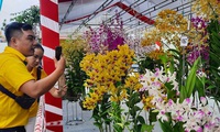 National Orchid Festival attracts 800 artisans