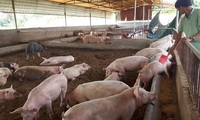Vietnam strives to meet pork demand and stabilise prices