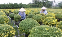 Mekong Delta farmers expect good harvest of Tet flowers