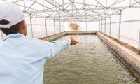 Photovoltaic application in aquaculture to be piloted in Mekong Delta