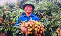 Bac Giang ready for consumption of lychee in 2020 season