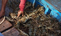 Measures needed to promote sustainable spiny lobster farming in Vietnam