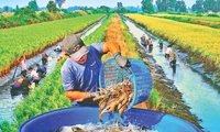New direction for Ca Mau’s rice and shrimp farming