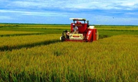 Quang Binh farmers enjoy bumper rice crop