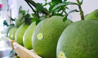 Vietnamese pomelo gets green light to enter US market