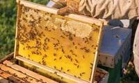 US cuts down anti-dumping duties on Vietnam’s honey by almost sevenfold