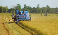 Vietnam’s rice export prices on downward trend