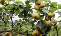 Lao Cai to host ripe pear picking festival