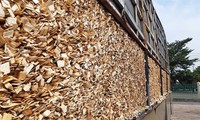 China becomes Vietnam's largest wood chip export market