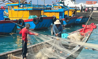 Binh Thuan works hard on combating IUU fishing