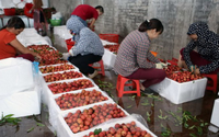 Liên kết để mở rộng thị trường cho trái cây Việt