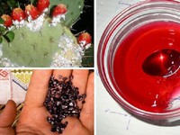 Mexico sản xuất phẩm màu tự nhiên từ rệp son