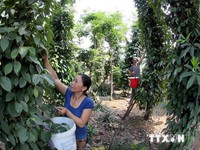 12,1 triệu USD thực hiện dự án giảm nghèo vùng cao Quảng Nam
