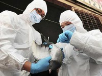 Ai Cập: Hơn 40 người tử vong vì cúm gia cầm H5N1 năm 2015