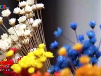 Kỳ lạ loài hoa cúc không tàn trong… 10 năm
