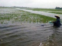 TT-Huế: Mưa lớn khiến 2.000ha lúa ngã đổ