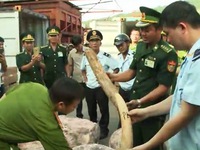 Bắt giữ lượng “khủng” ngà voi, sừng tê giác tại Đà Nẵng