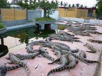 Cà Mau khuyến cáo không tự phát nuôi cá sấu