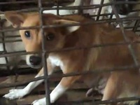 Phú Yên: Táo tợn nạn trộm chó ở làng quê