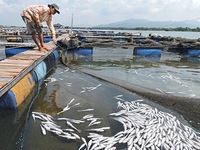 Cá chết trên sông Chà Và: Doanh nghiệp phải bồi thường cho người dân