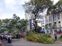 HCMC invests $21m in tree planting
