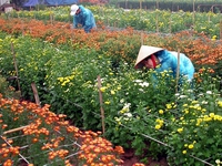 Hà Nội farmers reap reward of higher-quality flowers