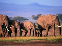 Kenya tiêu hủy 105 tấn ngà voi