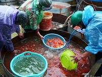 Tấp nập chợ cá ông Công ông Táo lớn nhất Hà Nội