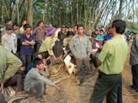Điều tra vụ 3 cán bộ bảo vệ rừng bị bắn tử vong tại Đắk Nông