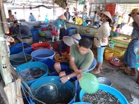 Đồng Tháp: Chợ cá đồng Trường Xuân tấp nập mùa nước nổi