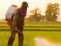 Châu Âu hạn chế sử dụng hóa chất diệt cỏ Glyphosate