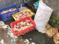 Phát hiện 400kg thịt gà ướp hàn the, chế biến cạnh cống tại Cần Thơ