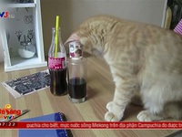 Quán cà phê mèo độc đáo tại Cộng hòa Czech
