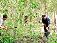 Nhiều chính sách hỗ trợ phát triển rừng