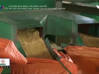 Nông dân Nam Định đóng góp tích cực trong tái cơ cấu ngành nông nghiệp