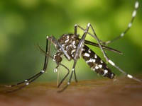 Virus Zika có khả năng gây teo tinh hoàn