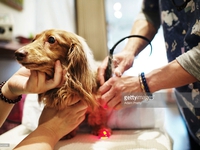 Bệnh viện dành cho thú cưng nở rộ tại Nhật Bản