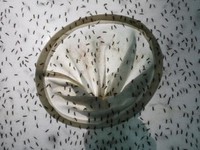 Trung Quốc thả 3 triệu con muỗi để ức chế dịch sốt xuất huyết và Zika