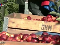 Nông dân Bỉ bảo quản táo theo cách nào?
