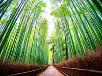 Ngất ngây với những điểm chụp ảnh đẹp nhất Nhật Bản