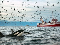 Ấn tượng những bức ảnh đẹp về cá voi ở Bắc Cực