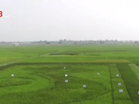 Độc đáo bản đồ Việt Nam khổng lồ trên cánh đồng lúa