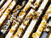 Tìm hiểu nghề nuôi ong lấy mật tại Vương quốc Bỉ