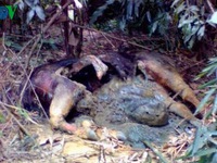 Bò tót quý hiếm chết trong rừng phòng hộ Nghệ An