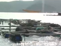Phú Yên: Cá bớp nuôi bị chết do nhiễm vi khuẩn