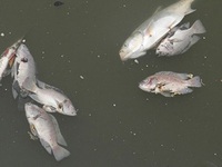 Thừa Thiên - Huế: Cá lồng chết hàng loạt do thiếu quy hoạch