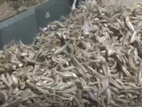Nghệ An: Cá cơm được mùa, được giá